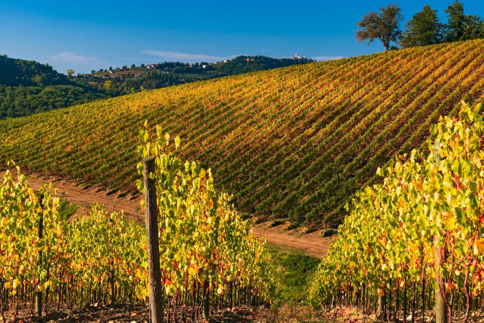 From Florence: Chianti Hills Half-Day Tour with Wine Tasting - The 7-wine tasting: a structured flight that stays enjoyable