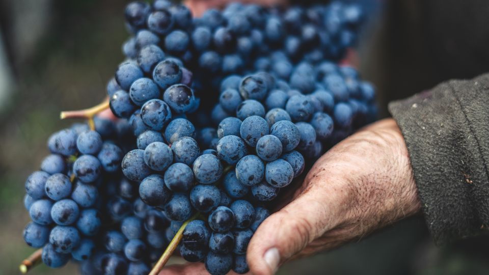 From Florence: Chianti Hills Half-Day Tour with Wine Tasting - Olive oil tastings: the detail people love most