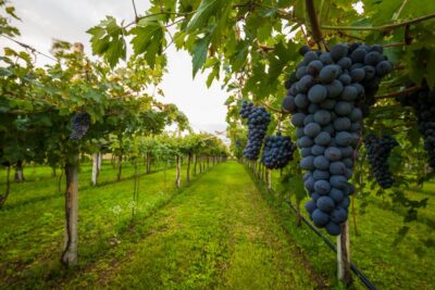 From Florence: Chianti Wine Tour with Tasting - Two estates, two tasting styles: what 3–4 wines per stop means