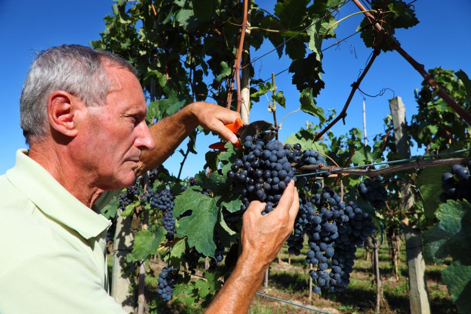 From Florence: Chianti Wine Tour with Tasting - Price and value: why $41 can work (if you like tastings)