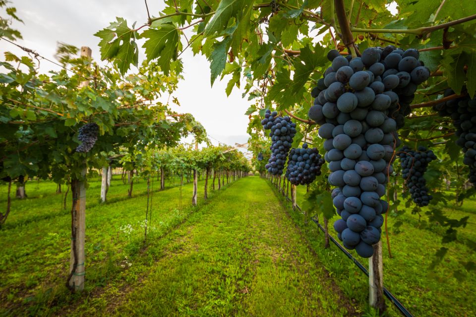 From Florence: Chianti Wine Tour with Tasting - Two estates, two tasting styles: what 3–4 wines per stop means