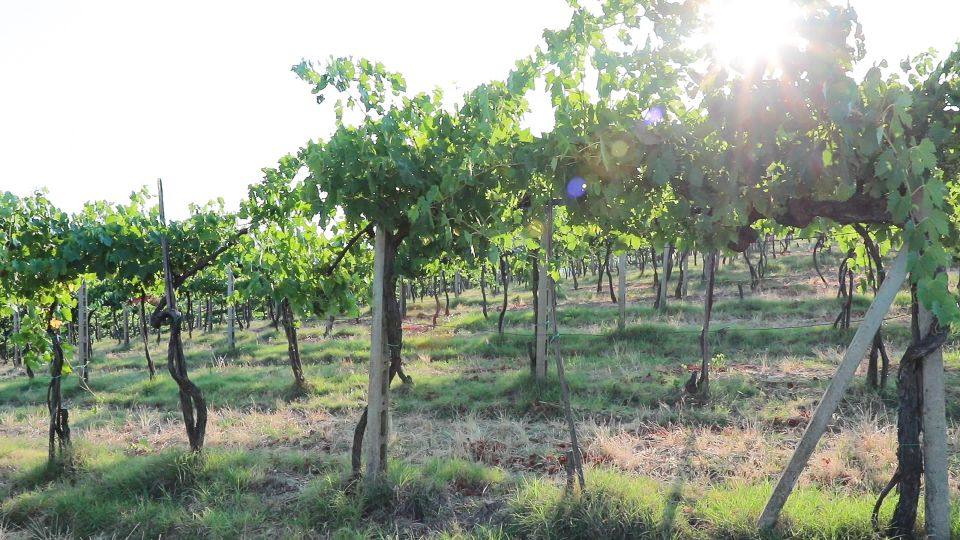 From Florence: Chianti Wine Tour with Tastings - Why the Guides Matter (And How You Can Benefit)