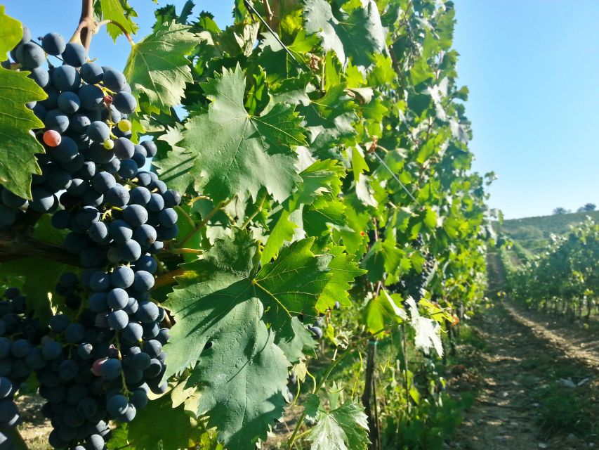 From Florence: Chianti Wine Tour with Tastings - Price and Value: Is $62.63 a Smart Half-Day?