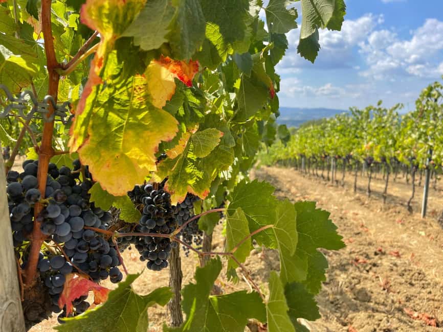 From Florence: Tuscany & San Gimignano Tour with 2 Tastings - Second winery: family-run cellars with Vernaccia and Chianti Colli Senesi DOCG