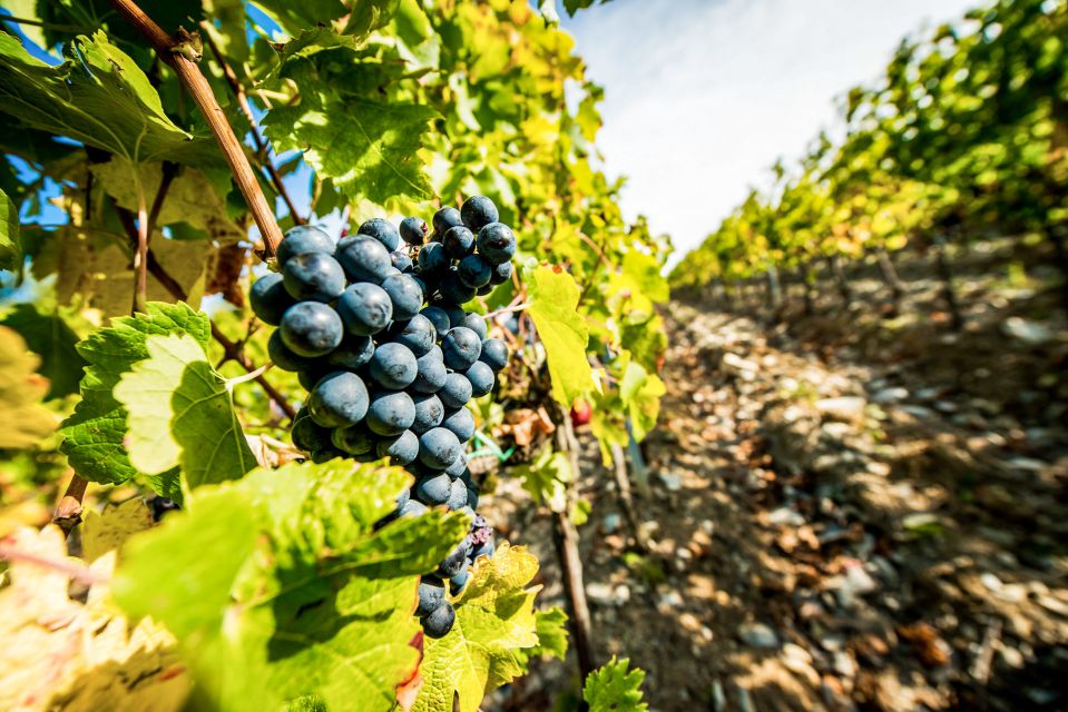 From Florence: Tuscany Wine & Food Tour with Guide - Guides and Drivers: The Difference Between a Tour and a Day You Remember
