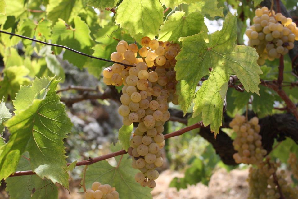 From Naples: Pompeii and Wine Tasting Tour with Lunch - Language and guidance: live guide in high season, audio otherwise