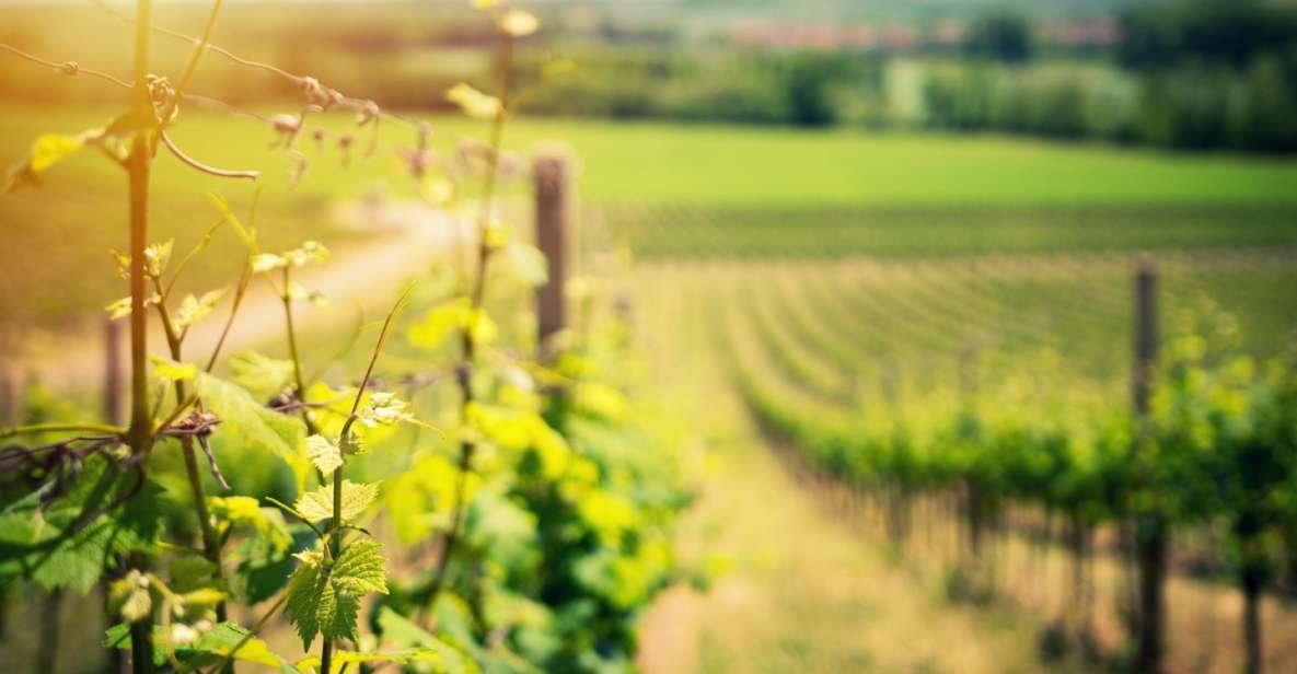 From Naples: Pompeii and Wine Tasting Tour with Lunch - Pompeii from Naples: what you’re really signing up for