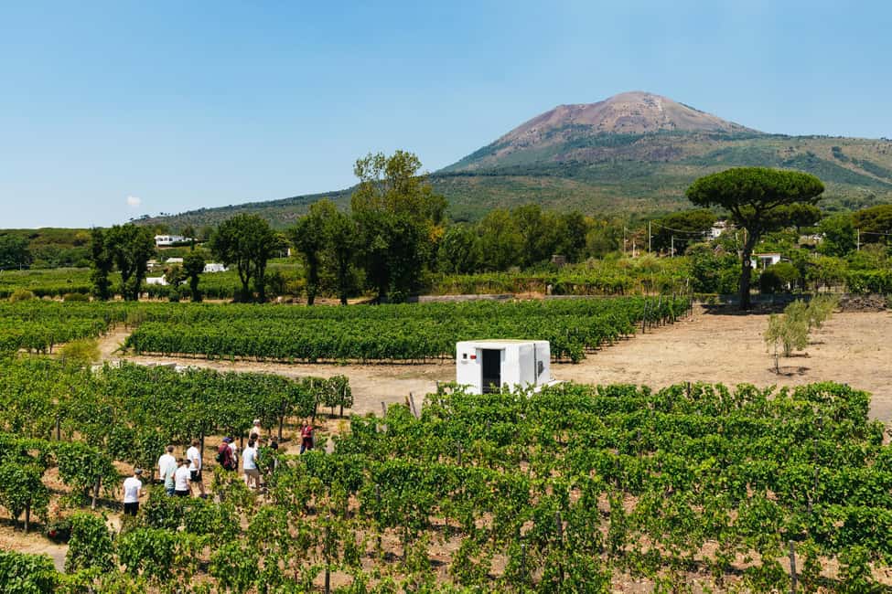 From Naples: Wine Tasting Tour on Vesuvius Slopes with Lunch - Key highlights you’ll actually care about