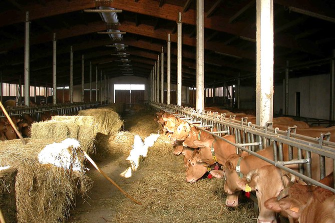 From Parma: Parmigiano Reggiano Farm Tour & Tasting with Transfer - How the transfer, group size, and timing shape your experience