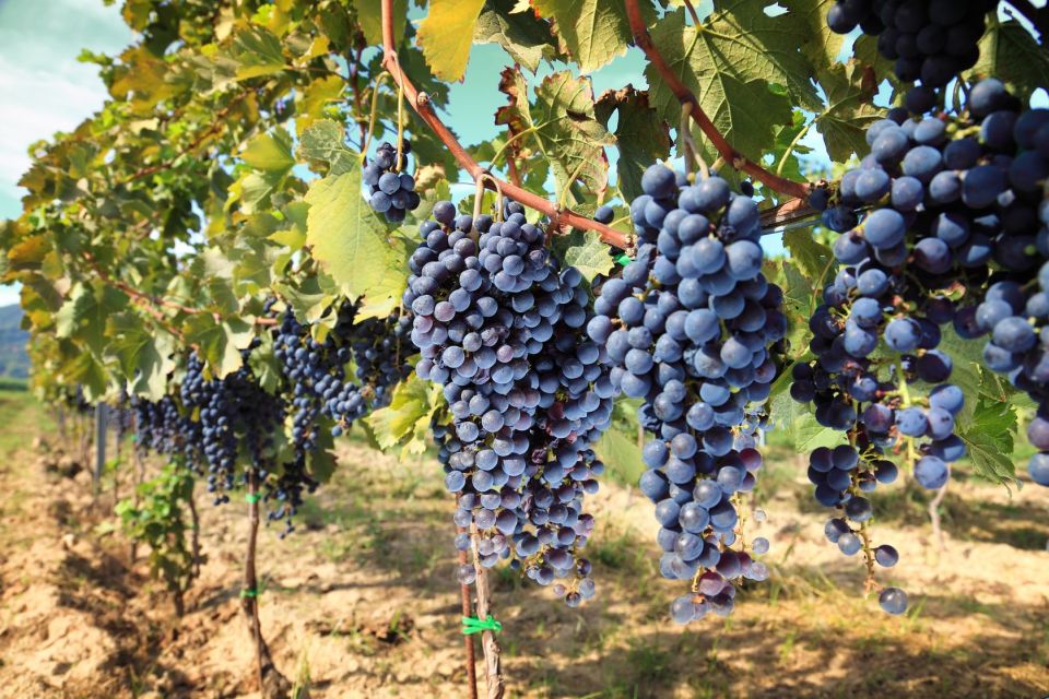 From Pisa or Lucca: Half-Day Tuscany Chianti Wine Tasting - Why this half-day Chianti tasting works so well from Pisa or Lucca