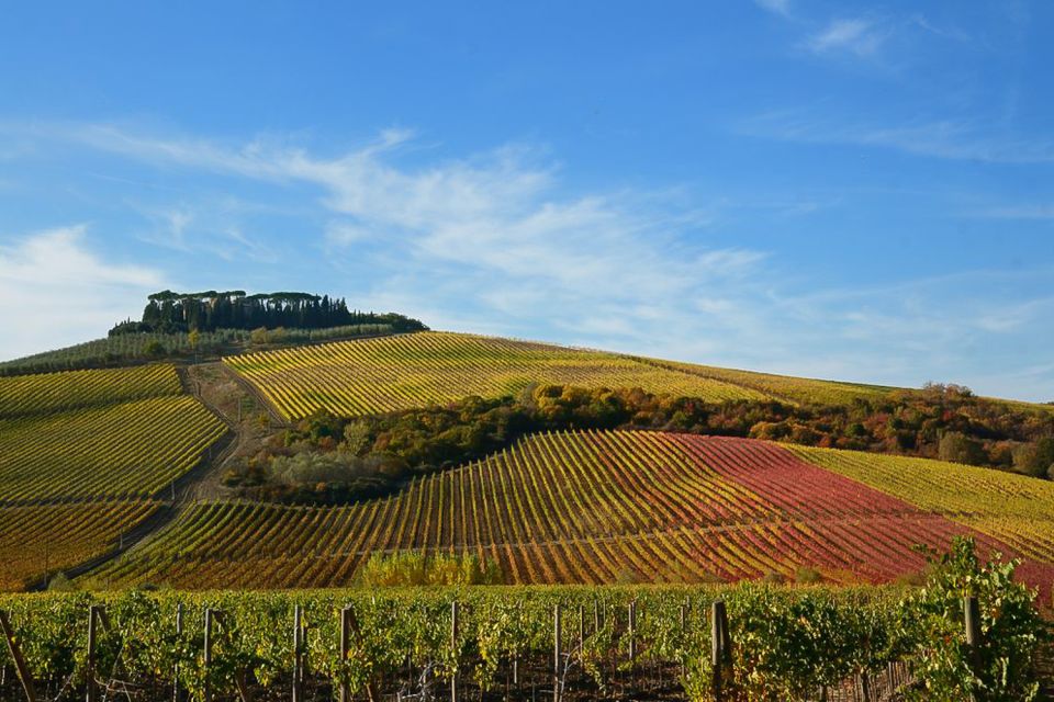 From Pisa or Lucca: Half-Day Tuscany Chianti Wine Tasting - Price and value: is $99 a good deal for Chianti wine knowledge?