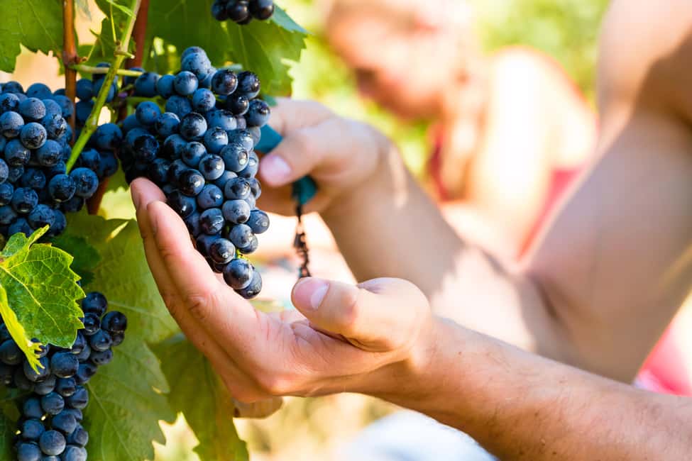 From Pisa or Lucca: Half-Day Tuscany Chianti Wine Tasting - What to wear, what to bring, and what to avoid
