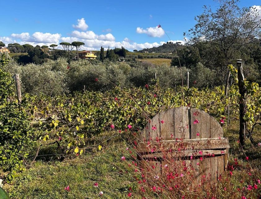 From Rome: Half-Day Frascati Wine Tour with Farmhouse Lunch - Quick hits to help you choose