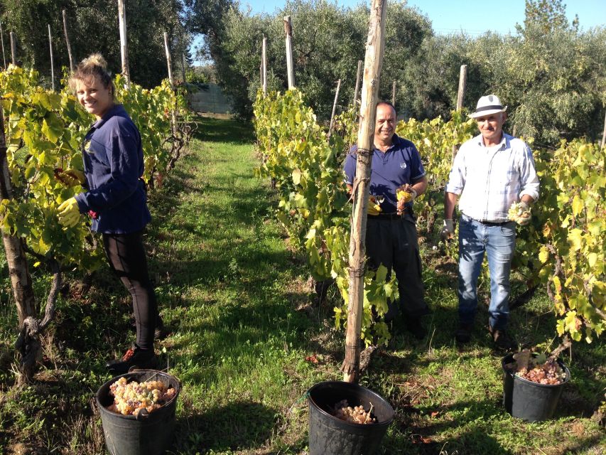 From Rome: Half-Day Frascati Wine Tour with Farmhouse Lunch - Getting From Roma Termini to Frascati: the 20-Minute Train Start