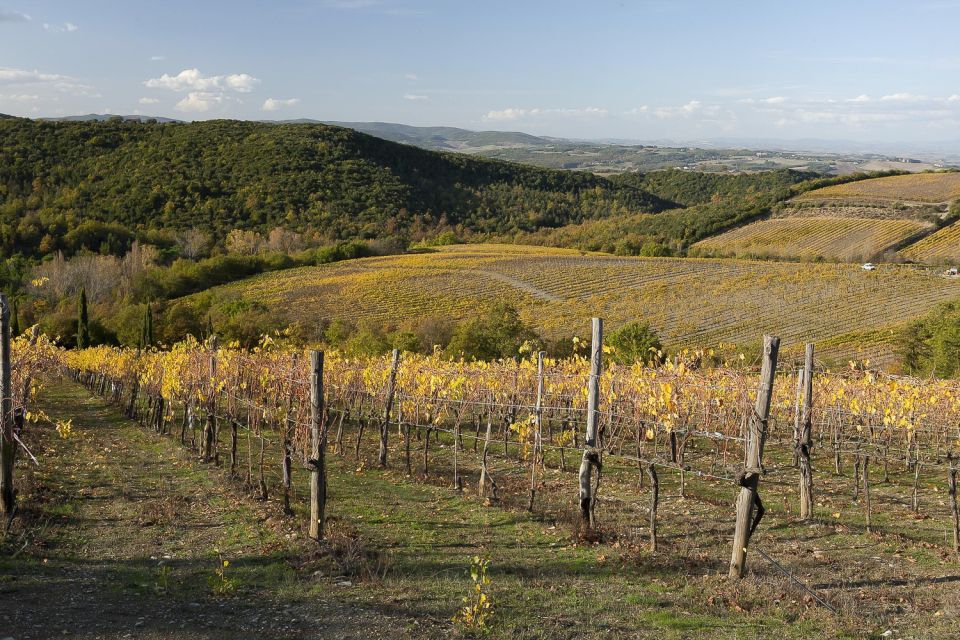 From Siena: Brunello di Montalcino Guided Wine Tour W/ Lunch - Montalcino hill town: fortress views and real browsing time