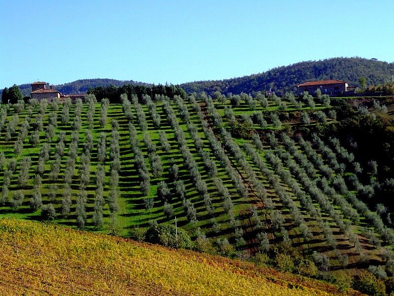 From Siena: Chianti and Castles Tour with Wine Tastings - Transportation, timing, and small-group pacing