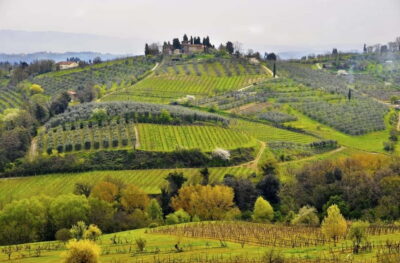 From Siena/Chianti: Dinner & Drinks in the Chianti Vineyards - The farm winery visit: more than just a quick pour