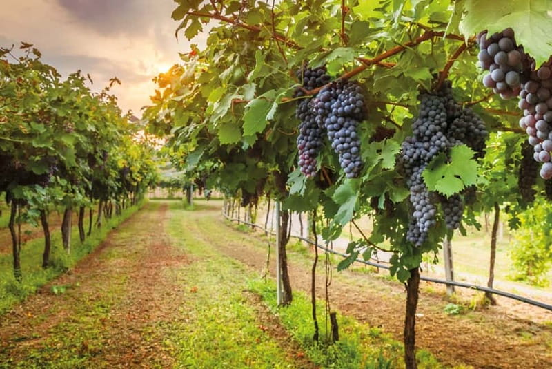 From Siena/Chianti: Dinner & Drinks in the Chianti Vineyards - The candle-lit 4-course Tuscan dinner: what you’ll eat