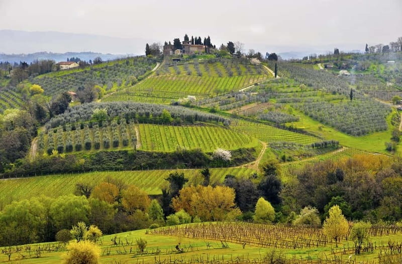 From Siena/Chianti: Dinner & Drinks in the Chianti Vineyards - The farm winery visit: more than just a quick pour