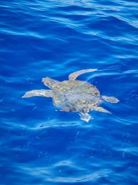 From Sorrento: Capri Boat Tour with Blue Grotto Visit - The Afternoon Rhythm: Beer, Champagne Tasting, and More Water Time