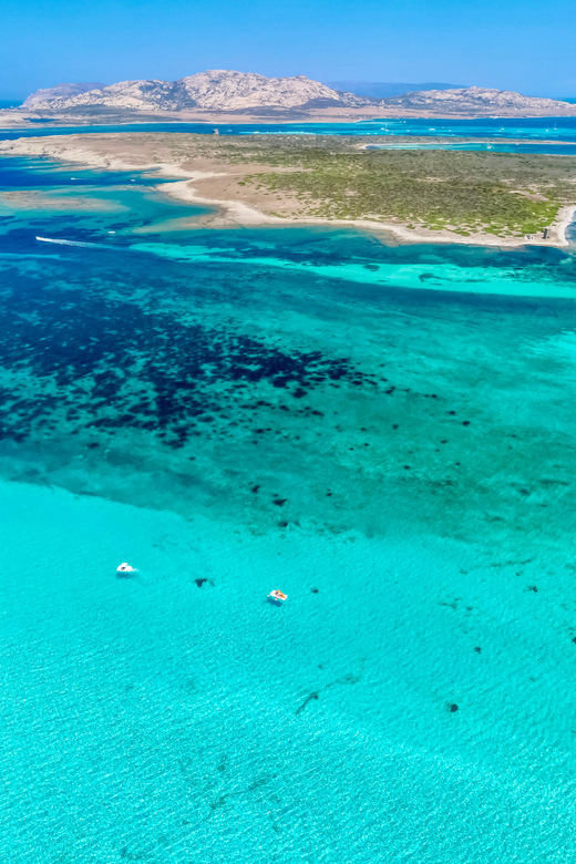 From Stintino: Half-Day Speedboat Tour to Asinara - Key Highlights Worth Planning For