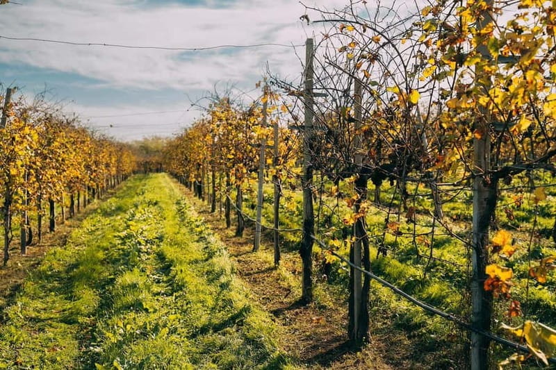 From Venice: Prosecco Hills and Wine Tasting Tour - Key things I’d watch for before booking