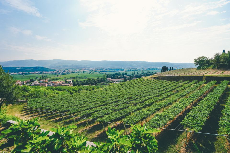 From Verona: Valpolicella and Amarone Wine Tasting Tour - Second Winery (About 75 Minutes): The Amarone Secret Sauce Gets Specific