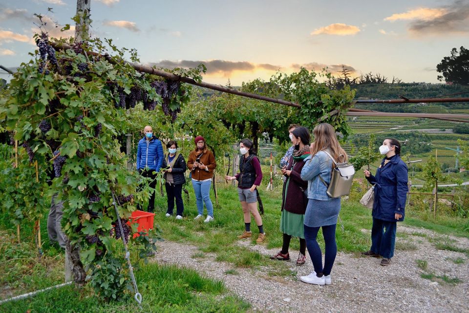 From Verona: Valpolicella Winery Tour with Amarone Vintages - First impressions: 90 minutes that actually teach you something