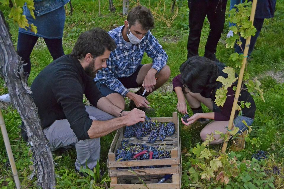 From Verona: Valpolicella Winery Tour with Amarone Vintages - Price and value: how $46 stacks up for Valpolicella