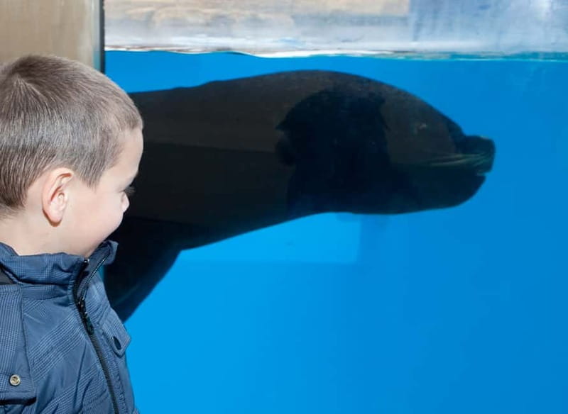 Gardaland SEA LIFE Aquarium: Open Date Entry Ticket - Key things you’ll notice fast