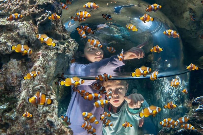 Gardaland SEA LIFE Aquarium: Open Date Entry Ticket - 40 themed tanks: how to walk the route like a pro