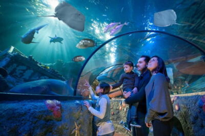 Gardaland SEA LIFE Aquarium: Open Date Entry Ticket - The transparent underwater tunnel: your “wow” moment