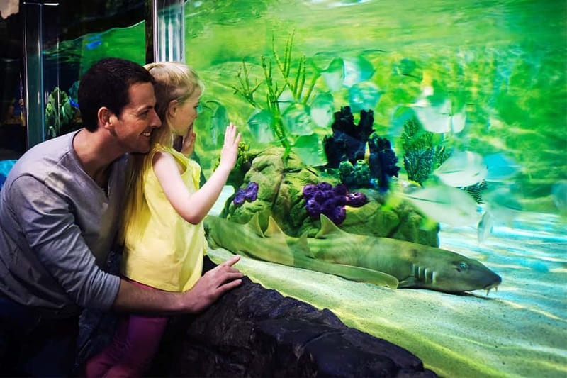 Gardaland SEA LIFE Aquarium: Open Date Entry Ticket - The Oceanic Tank: sharks, rays, and a “top shelf” view