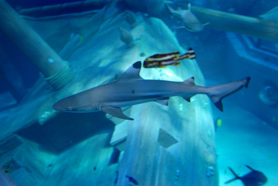Gardaland SEA LIFE Aquarium: Open Date Entry Ticket - Sea lions and the show setup you should plan around