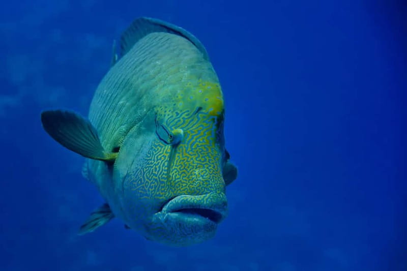 Gardaland SEA LIFE Aquarium: Open Date Entry Ticket - Family logistics: strollers, carriers, and the rules that affect your plan