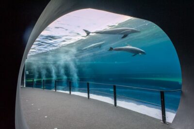 Genoa: Aquarium & Christopher Columbus' House Entry Tickets - Aquarium of Genoa at Ponte Spinola: 70 Exhibits and Real Animal Moments