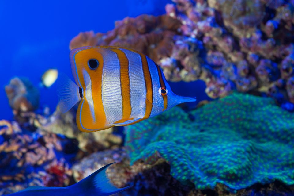 Genoa: Aquarium, Galata Museum and Submarine Entry Tickets - Key highlights to know before you go