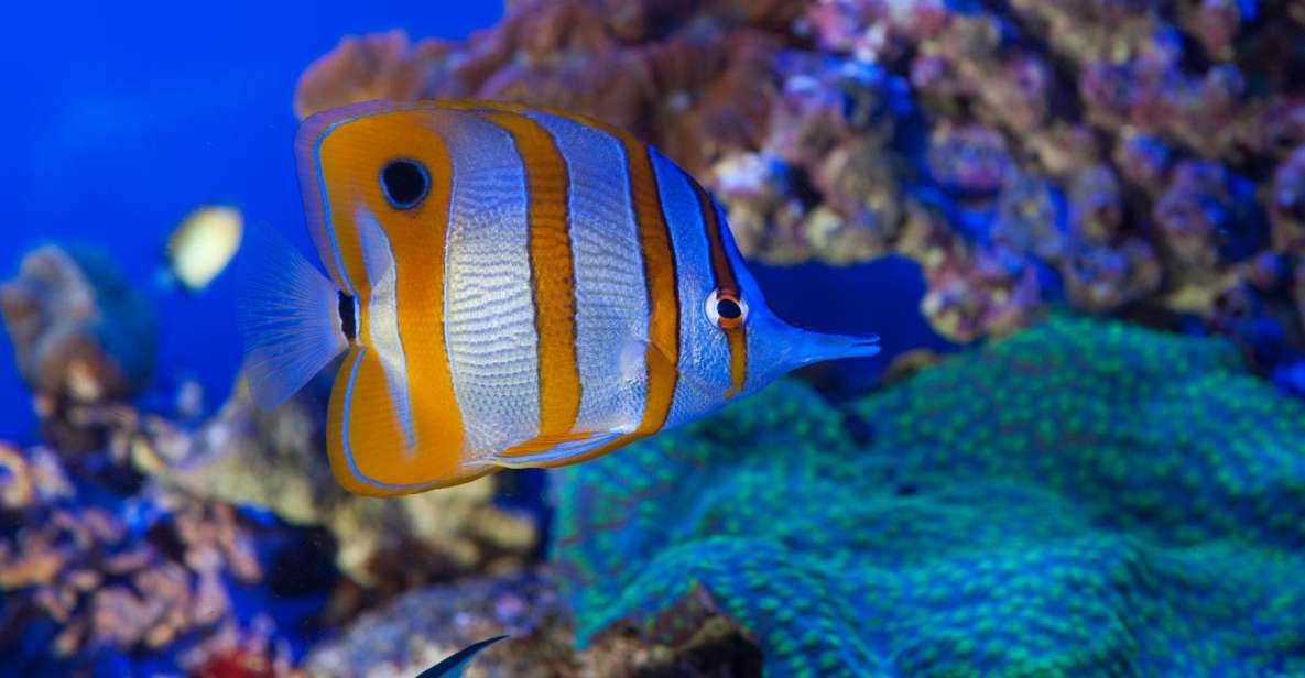 Genoa: Aquarium, Galata Museum and Submarine Entry Tickets - Three sea worlds, one ticket day at Genoa’s waterfront