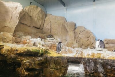 Genoa: Aquarium of Genoa Entry Ticket - Tickets and Timing: Skip the Line, But Don’t Miss Your Slot