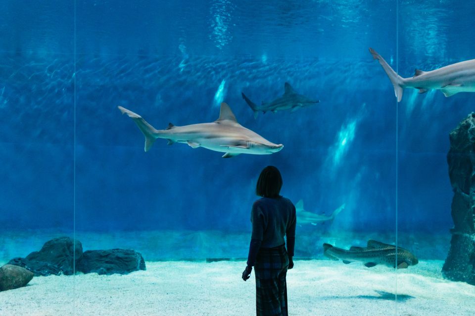 Genoa: Aquarium of Genoa with Lunch - Genoa Aquarium + Tender Cafè: A Simple Plan That Saves Decision-Making