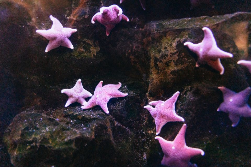 Genoa: Aquarium of Genoa with Lunch - Tender Cafè Lunch With Port Views: What’s Included and How It Fits