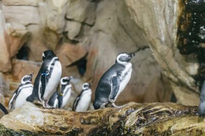 Genoa: Aquarium of Genoa with Lunch - What You’ll See Inside: The World’s Seas on Foot