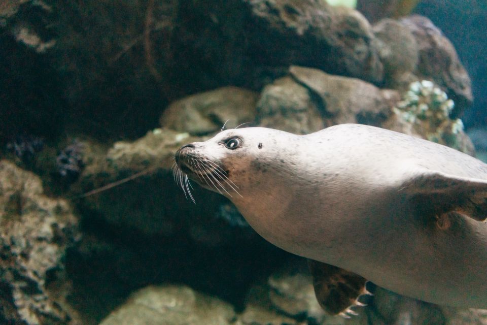 Genoa: Aquarium of Genoa with Lunch - Timing Tips: How to Avoid the Most Common Stress Points