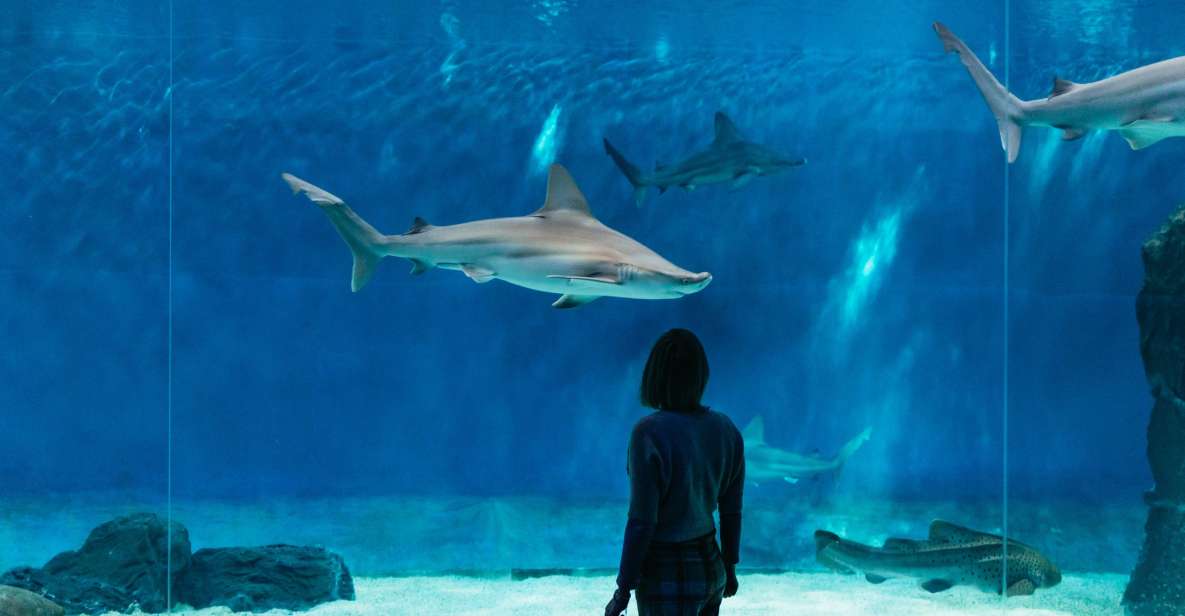 Genoa: Aquarium of Genoa with Lunch - Price and Value: Is $42 a Good Deal?