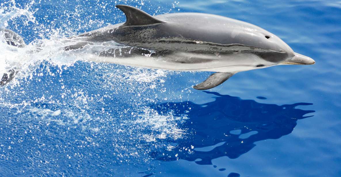 Genoa: Cetacean Watching Cruise with Marine Biologist Guide - Key highlights worth your attention