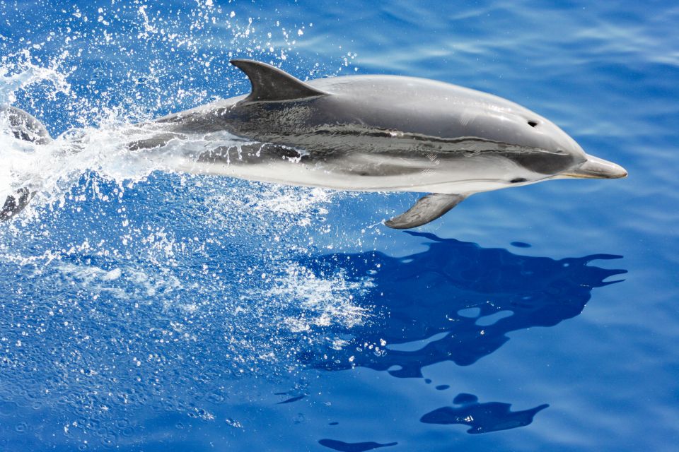 Genoa: Cetacean Watching Cruise with Marine Biologist Guide - Searching the water: how the 4.5 hours actually plays out