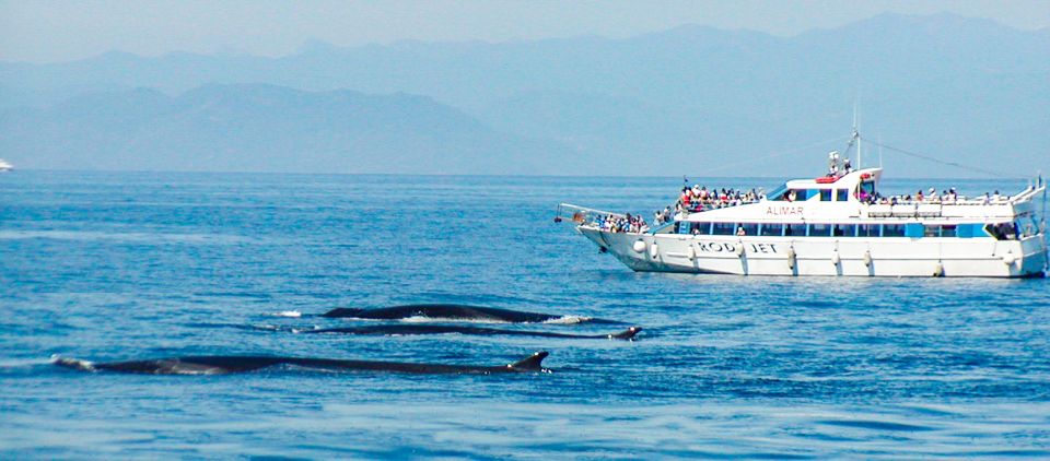 Genoa: Cetacean Watching Cruise with Marine Biologist Guide - Comfort, bathrooms, and getting good photos