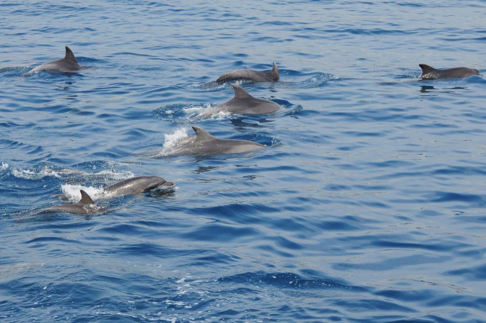 Genoa: Pelagos Sanctuary Whale Watching Cruise - Key Points Before You Go