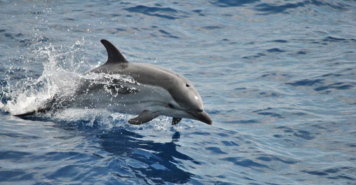 Genoa: Pelagos Sanctuary Whale Watching Cruise - Pelagos Sanctuary Off Genoa: Why This Cruise Works