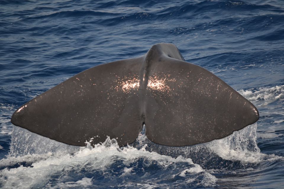 Genoa: Pelagos Sanctuary Whale Watching Cruise - Your Biologist Guide on Board: What the “Research Activity” Means